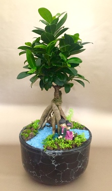 Huzur Bahçesi Bonsai